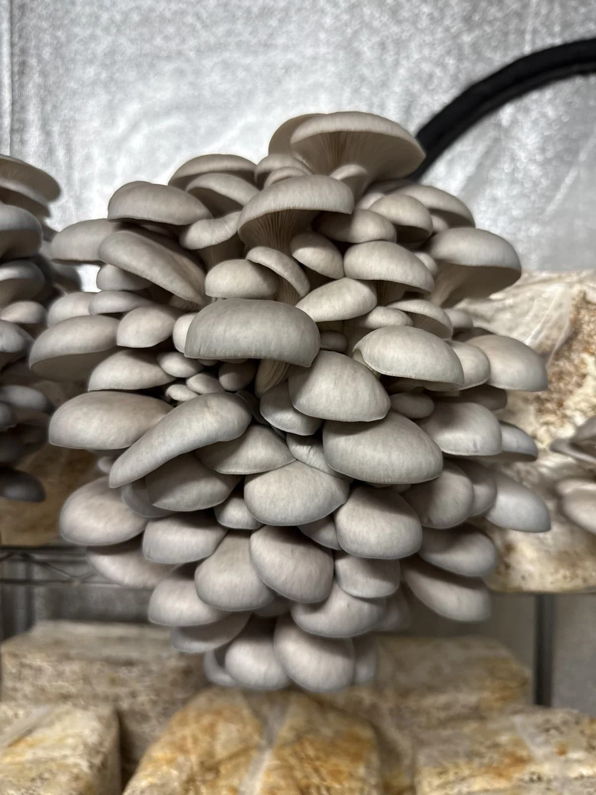 Blue Oyster