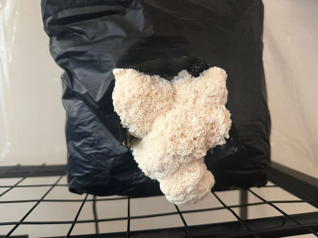 Lion's Mane
