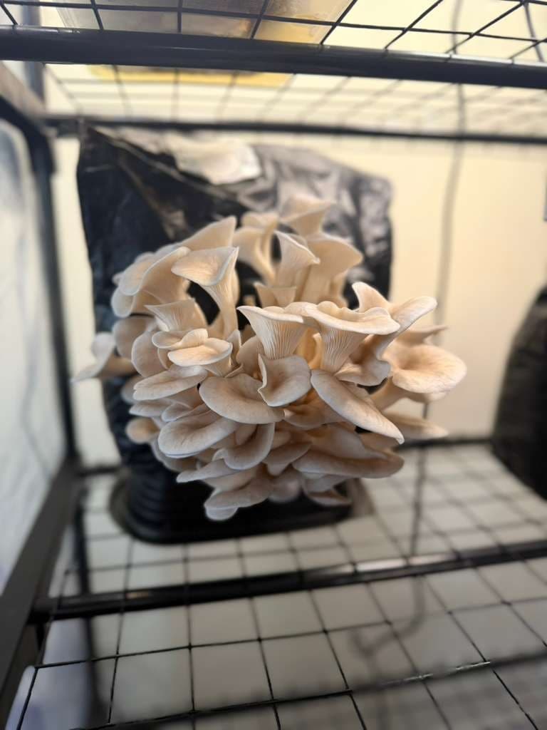 Grey Oyster