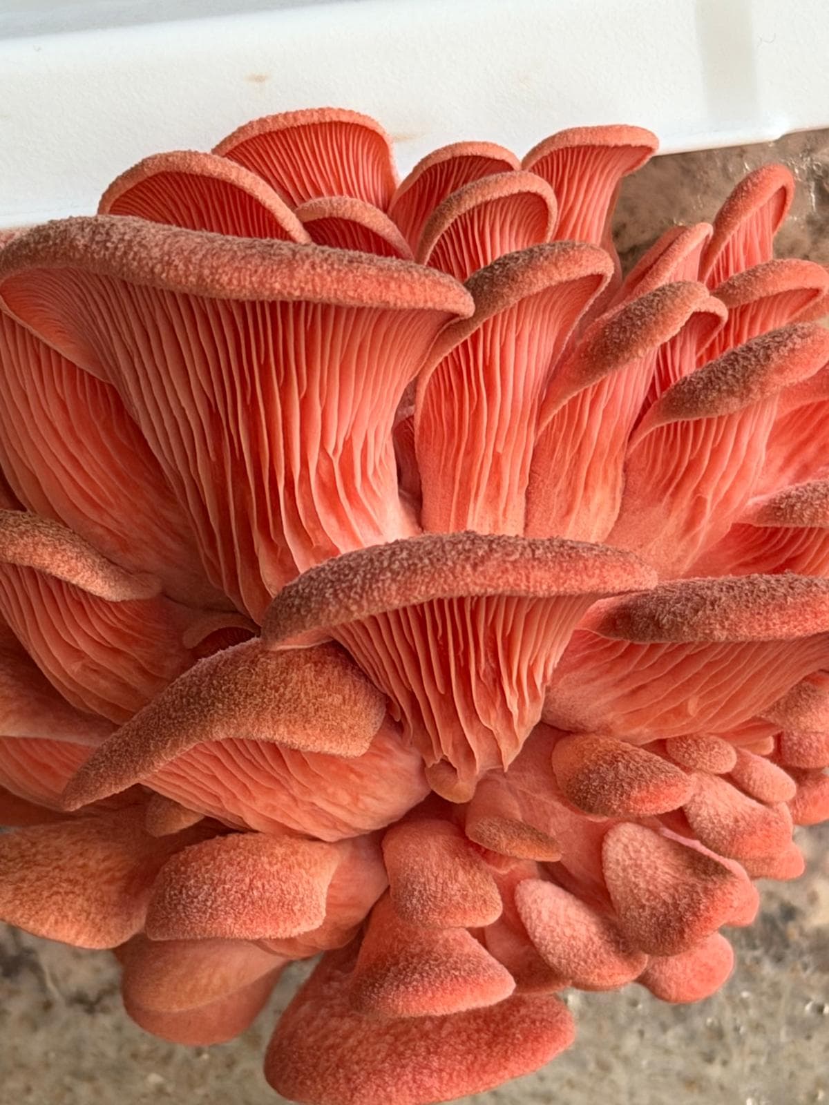 Pink Oyster