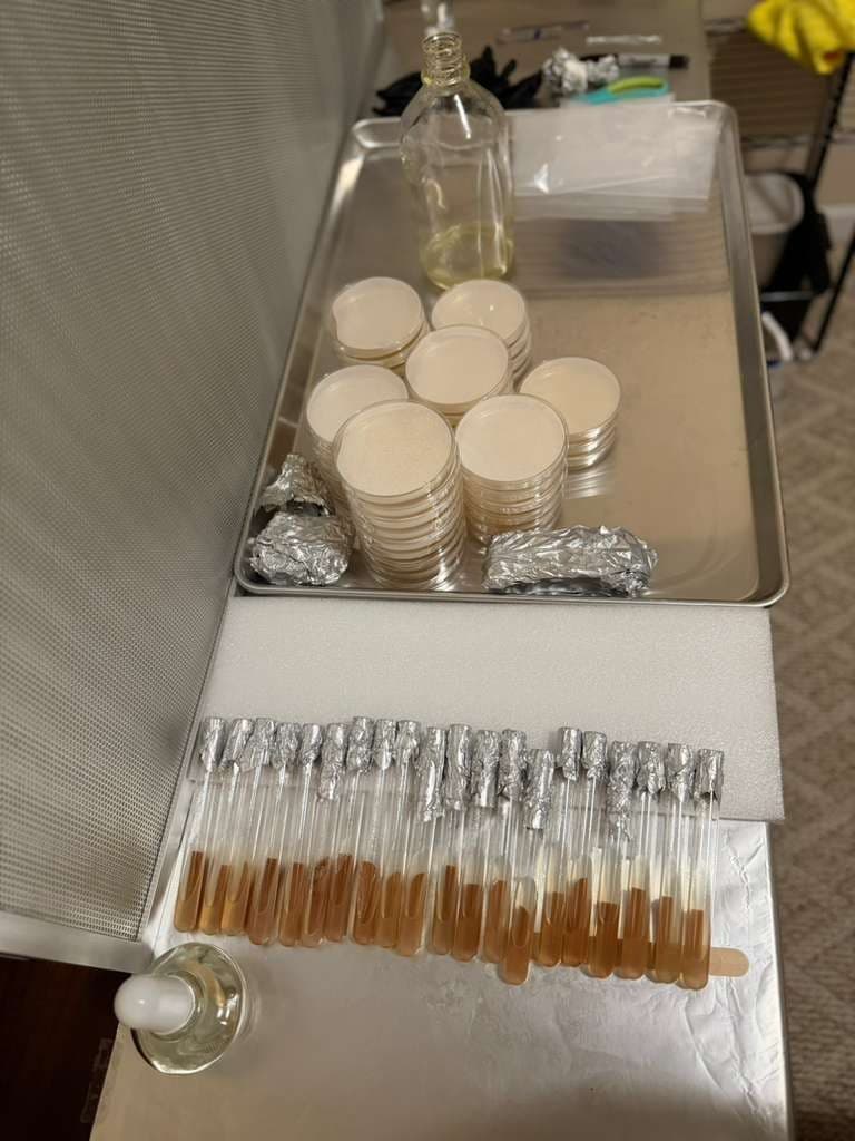 Agar plates and culture tubes