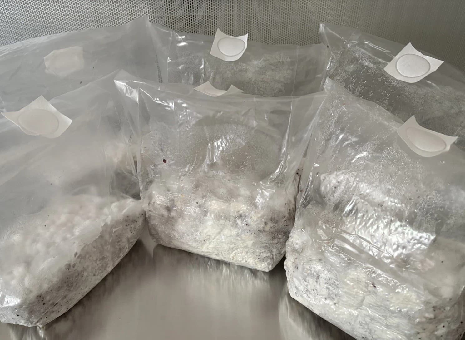 Shiitake Mushroom Colonized Grain Spawn