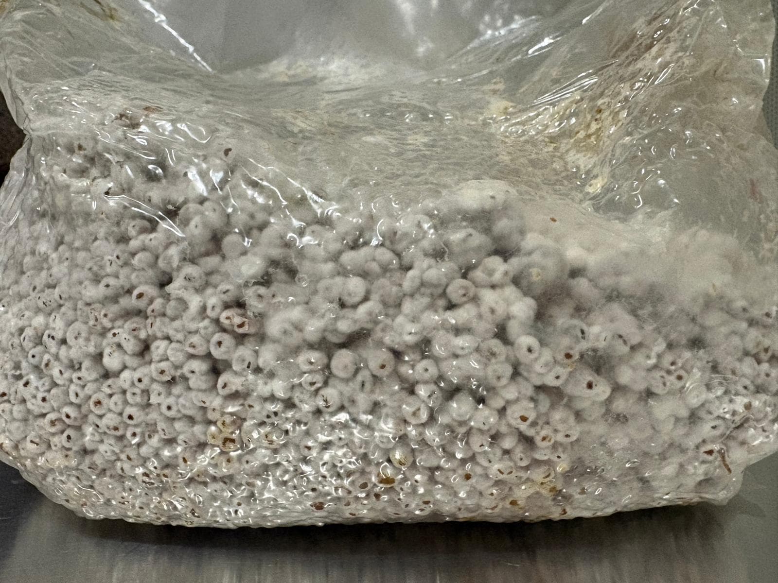 Chestnut Mushroom colonized grain spawn