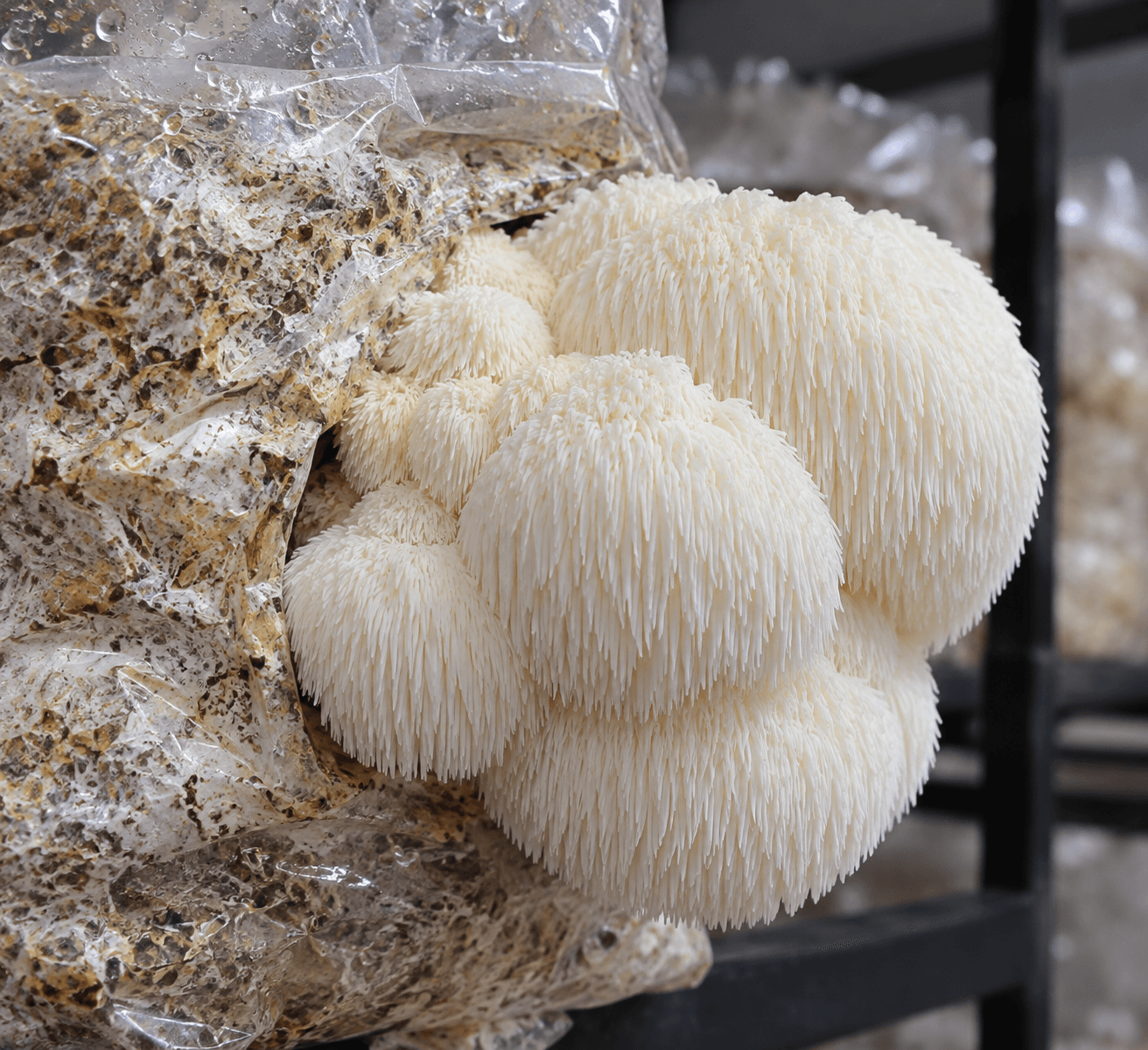 Lions Mane